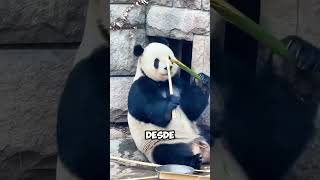 ¡Este Panda Imitó a los Humanos y Hace una Cara Divertida al Romper Bambú 😂🎋 shorts [upl. by Cone]