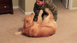 Adorable Golden Retriever Welcomes Marine Home [upl. by Marne]