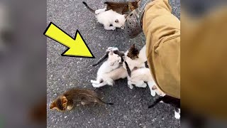 Man Out For A Walk Gets “ambushed” By 13 Spunky Kittens Asking Him For Help [upl. by Eelesor]