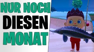 MACHT DAS NOCH IM MÄRZ  Huchen Stör amp Anglerfisch  Animal Crossing New Horizons Tipps deutsch [upl. by Elaval]