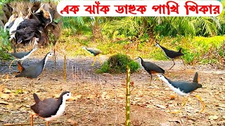 DakDahuk Pakhi Shikar  Dahuk Pakhir Fad  Pakhi Dhorar Sohoj Upay  How To Hunt Birds Bird Hunter [upl. by Aneele]