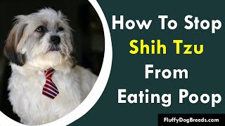 How To Stop My Shih Tzu From Eating Poop [upl. by Carri70]