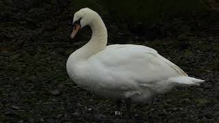 Mute Swan Cygnus olor Knobbelzwaan XA75 Landtong Rozenburg ZH the Netherlands 10 Nov 2024 13 [upl. by Idnahs309]