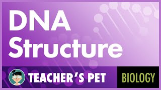 DNA Structure [upl. by Natica]