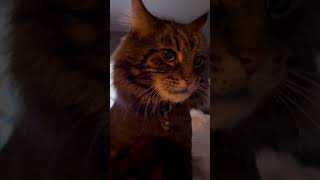 Smudge the cat at Bedtime mainecoon beautifulcat grumpycats bigcats cats [upl. by Stoneham]