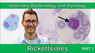 Rickettsiales Part 1  Veterinary Bacteriology and Mycology [upl. by Ardis]