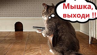 ПРИКОЛЫ С КОТАМИ Самая смешная озвучка животных СМЕШНЫЕ КОТЫ [upl. by Amsed651]