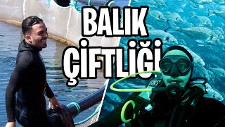 BALIK ÇİFTLİĞİNE DALDIM EFSANE VİDEO [upl. by Indira]