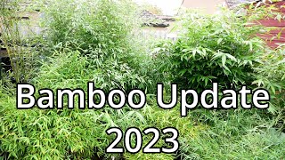 Bamboo Update 2023 [upl. by Etnod]