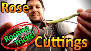 Tricks to Rooting Rose Cuttings Successfully  Why are the Roses Stems Turning Black and Dying [upl. by Kayne112]