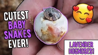 More Lavender Hognose Snakes Hatching [upl. by Sehcaep]