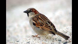 Tips To Save Sparrows  Attracting Sparrows in My Balcony [upl. by Pyle682]