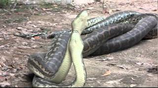 Snakes mating in public [upl. by Denni]