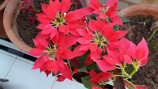 Care of Poinsettia Plant  How to Grow and Care Poinsettia Plant  Beautiful Winter Plant [upl. by Annay]