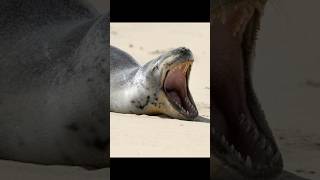 Apex Predators Leopard Seal  Antarctica’s equivalence to Polar Bears ocean fypシseaanimalsseal [upl. by Naraj]