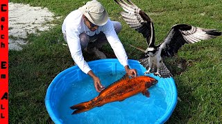 PET FISH are being KILLED by BIRD of PREY [upl. by Radburn]