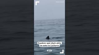 Kayakers spot shark while on water in California [upl. by Derfiniw517]