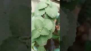 Is paudhe ko ajwain ka paudha bolate Hainnature garden video viral [upl. by Arba]