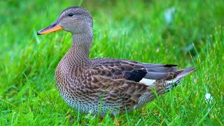 Gadwall Duck Ducklings Running Around and Foraging 4K [upl. by Banerjee655]