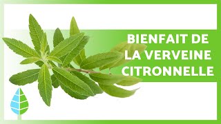 BIENFAITS de la VERVEINE CITRONNELLE 🌿 Propriétés Soins et Contreindications [upl. by Marthe]