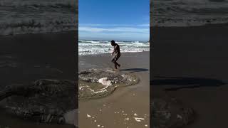 He Saw the Weird Dead Fish in The Sea  InFact Tamil shortsvideo [upl. by Fredek504]