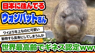 【2ch動物スレ】日本のウォンバット、ワインさんが34歳で世界最高齢のギネス記録を更新中 [upl. by Notelrahc843]