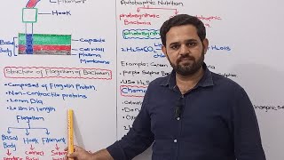 Bacterial Flagellum  Mode of Nutrition in Bacteria  Class 11  NBF  FBISE  Prokaryotes [upl. by Seen]