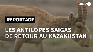 Les antilopes saïgas à la reconquête des steppes du Kazakhstan  AFP [upl. by Epul]