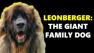 LEONBERGERS  Giant Family Dogs [upl. by Roots]