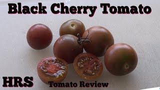 Black Cherry Tomato  Solanum lycopersicum Tomato Review [upl. by Lekkim]