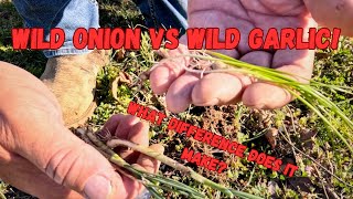 Wild Onion vs Wild Garlic What Difference does it make Homesteading Farmlife Self Sufficiency [upl. by Adao]