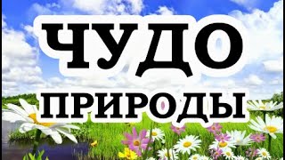 ОШО — Таинство природы [upl. by Eylk124]