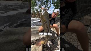 Catching the FLATHEAD CATFISH [upl. by Nekal]