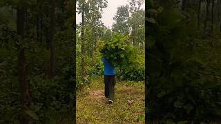 Jungle exercise 🧠 gym gymmotivation jangal [upl. by Scharaga]