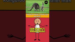 Kangaroo Surprise shorts viralvideo shortvideo youtubeshorts [upl. by Adnolat]