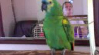 Harry the Talking Parrot [upl. by Yessac]