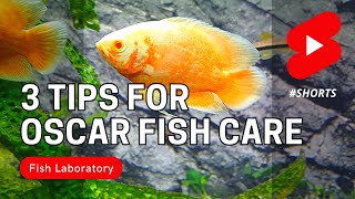 3 Tips for Oscar Fish Care shorts [upl. by Ykcir132]