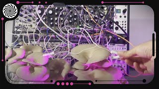 Mushrooms playing Synthesizers [upl. by Nagud]