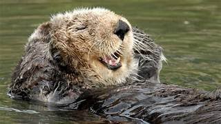 THE SEA OTTER [upl. by Oloap]