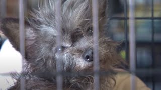 More Than 100 Animals Rescued from Arkansas Puppy Mill [upl. by Amlet635]