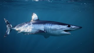 Shark jumps onto boat during fishing excursion [upl. by Zuckerman]