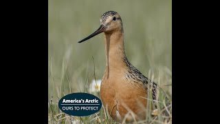 Bartailed Godwit Migration to Americas Arctic [upl. by Tierza]