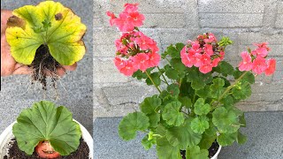 Try growing Pelargonium hortorum with leaves [upl. by Ecnadnac]