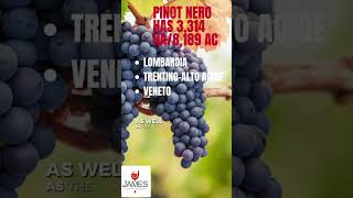 How to Pronounce Pinot Nero howtopronounce italianpronunciation shorts [upl. by Camilla]