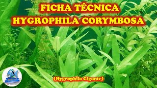 FICHA TÉCNICA HYGROPHILA CORYMBOSA Hygrophila Gigante [upl. by Nethsa]