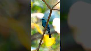 Verditer Flycatcher viralreels viralshorts viralvideos birding trendingreel viral naturelover [upl. by Harman]