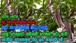 සුහුරු තාක්ෂණය බටු වගාවටත්  batu wagawa  Brinjal Cultivation  suhuru Batu wagawa [upl. by Claudia]