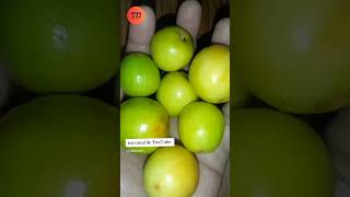 Guinda o manzanita instrumental viralvideo receta food panamafood frutas frutasyverduras [upl. by Stanford544]