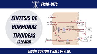 SÍNTESIS DE HORMONAS TIROIDEAS  FISIOBITS [upl. by Fanning]