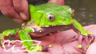 Tripping on Hallucinogenic Frogs Part 13 [upl. by Bedwell]